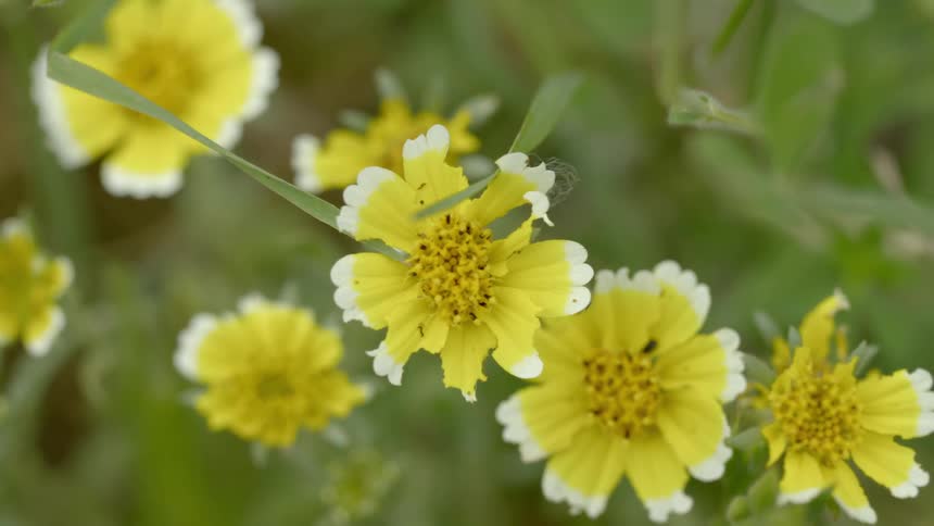 Yellow flowers sit attached to their stems