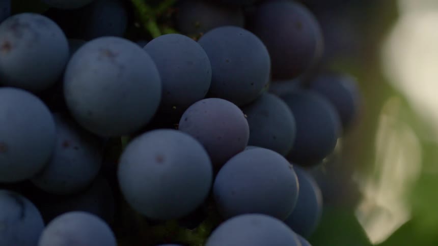 A bunch of purple grapes on the vine