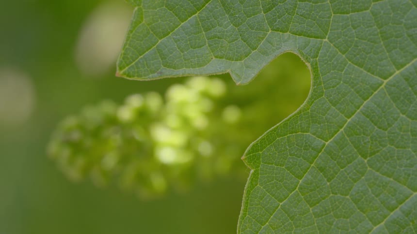 A green leaf blows gently in a breeze