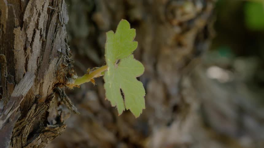 A leaf is on tree trunk