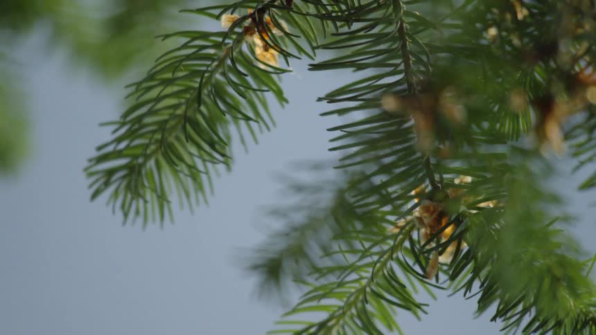 The green leaves of the tree sway gently in the wind