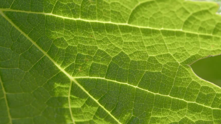 Close up view of a leaf and its veins