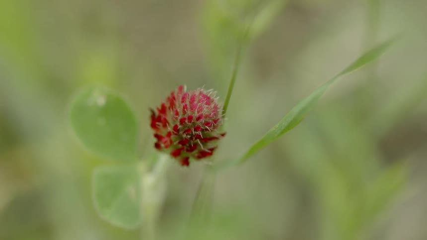 A flower is blossoming on a plant