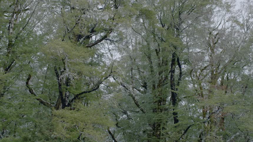 Snow falling on forest of tall green trees with twisted branches