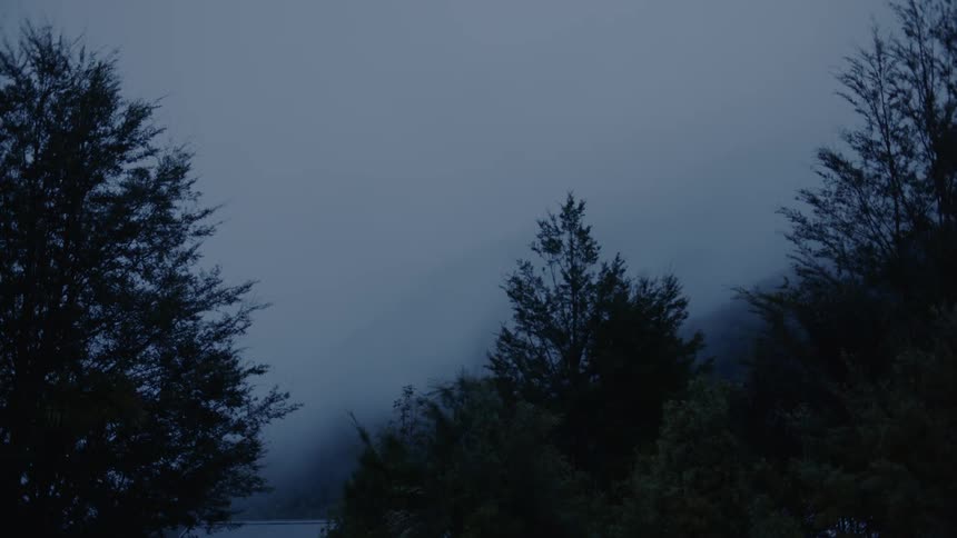Dense fog hovers over a forest