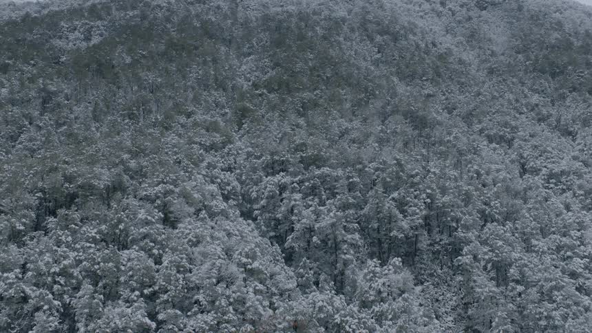 A snow dusted forest is full of tall green trees that line the side of a mountain