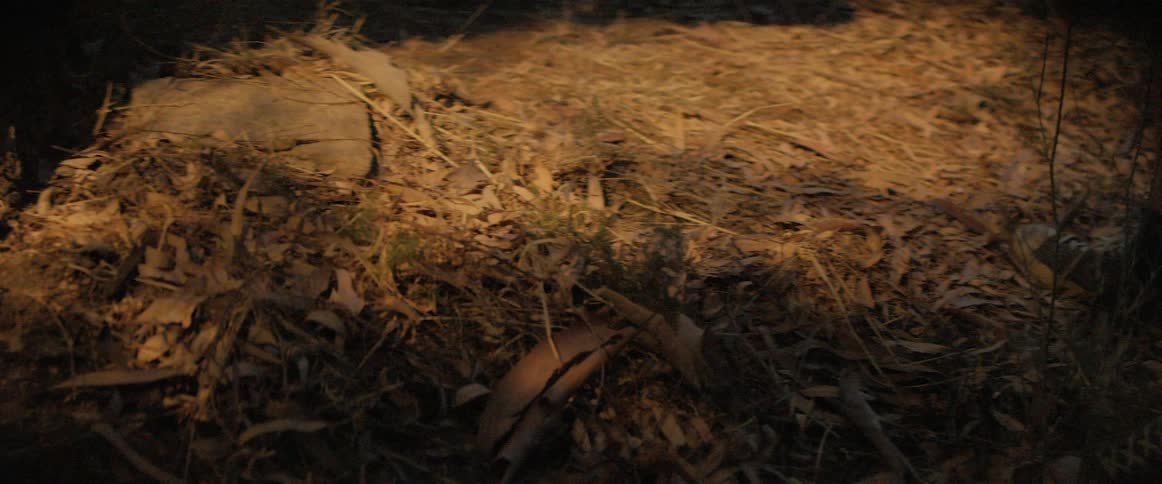 A shadow of a person on a swing on the ground covered with leaves