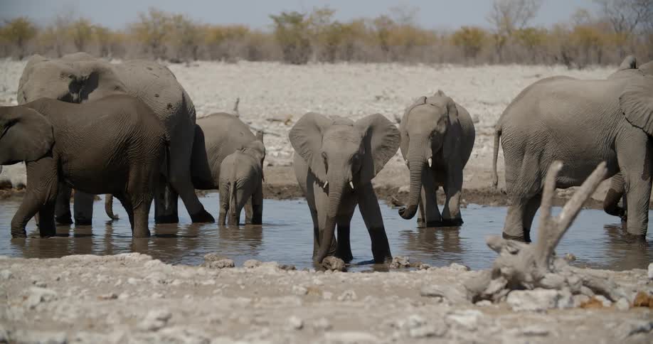 A heard of elephants standing in a a small body of water