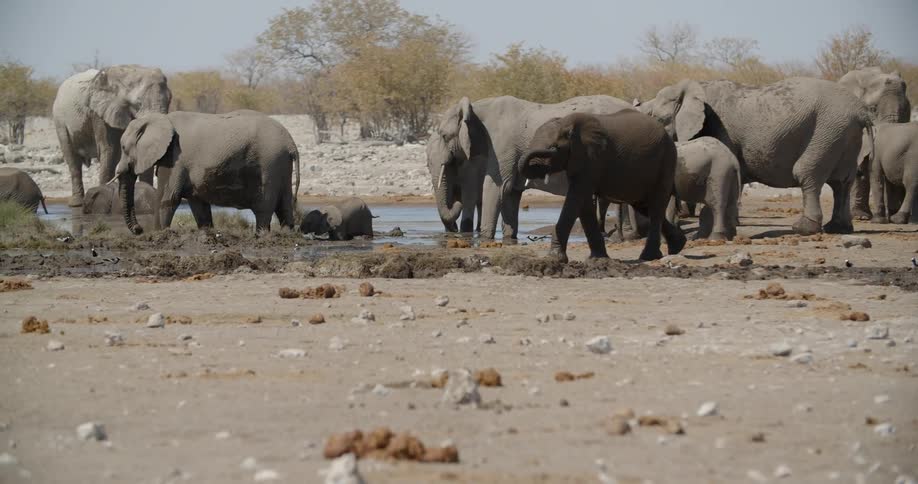 A herd of elephants stand around a watering hole