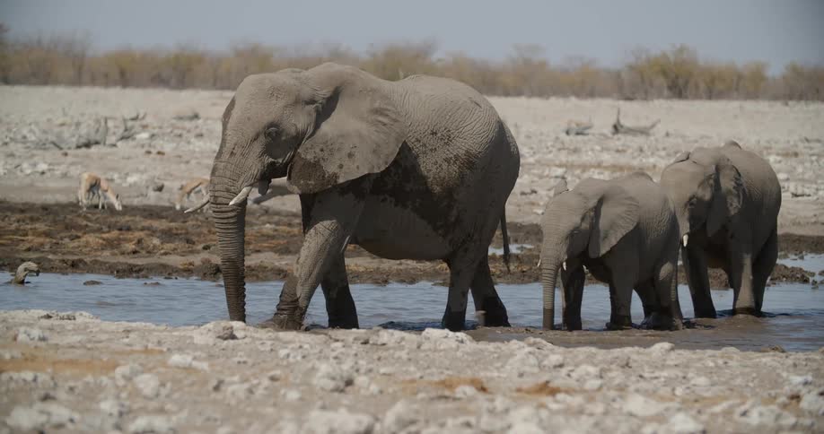 Mother elephant and babies walk through the puddle during the day