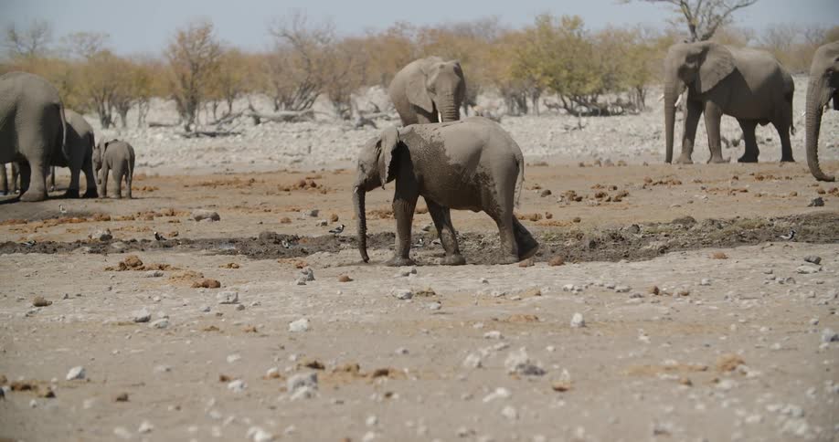 An elephant walks towards a group of elephants at a watering hole