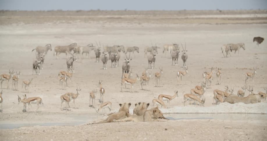 Wild animals walk across a barren field