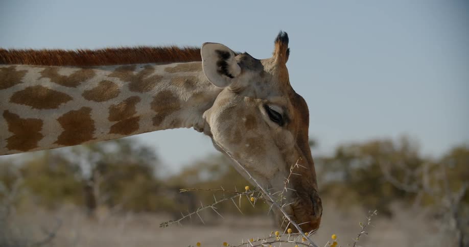 A lone giraffe stands outside while eating leafs and branches from a small tree