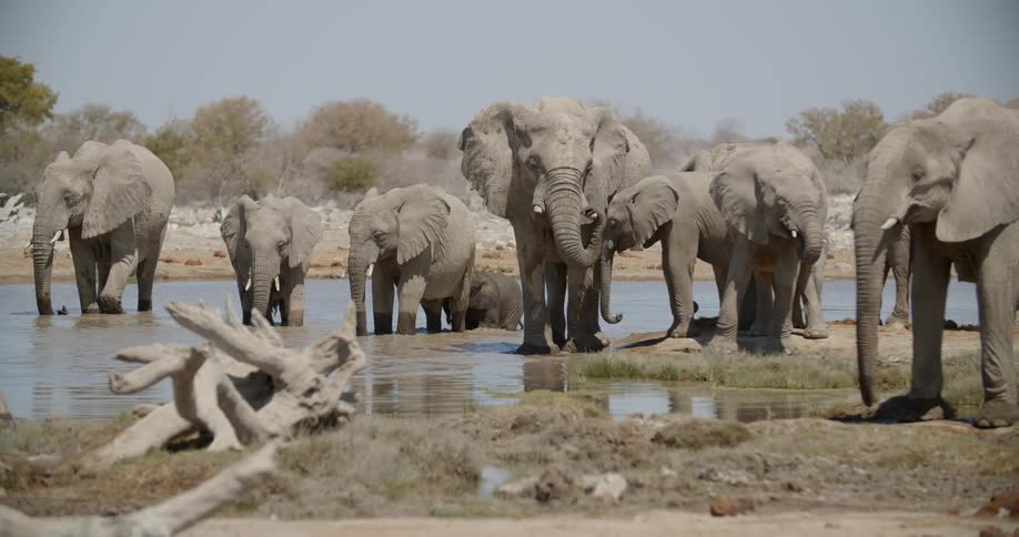A herd of elephants stands around in and near a shallow body of water