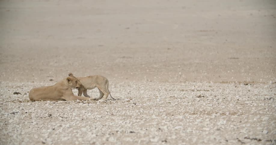 Two lions relax in the open