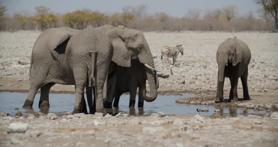 Elephants at a watering hole with trees and the sky in the background