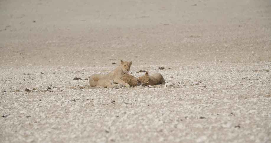 A mother lion plays with her cubs