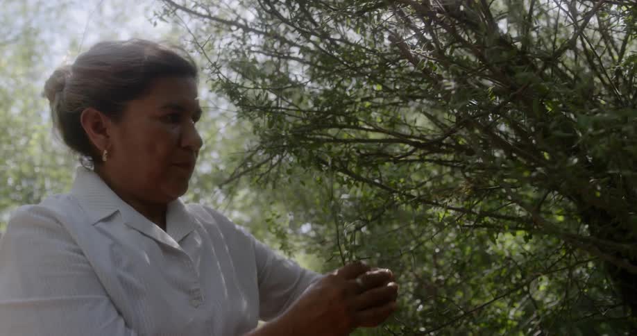 Woman picks up herbs from bush outdoors