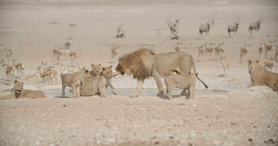 On a wide open savanna a group of young lions plays with a large male as other wildlife looks on alertly