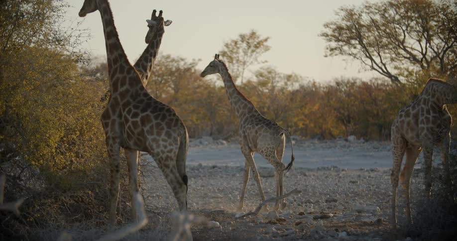 Giraffes are by the coast
