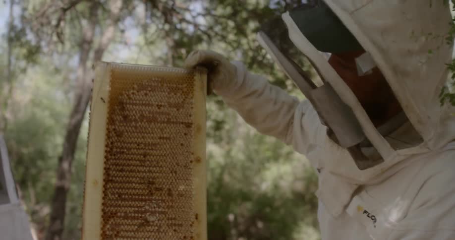 Beekeeper holds a honeycomb containing bees