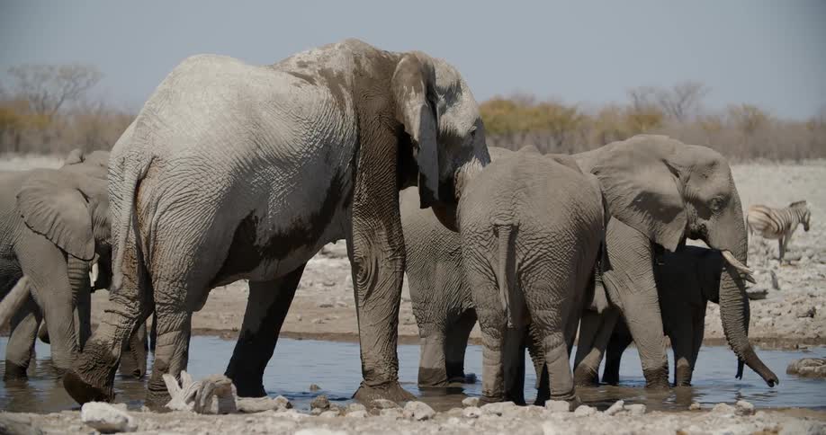 A herd of elephants stand in a creek and a zebra stands on the shore
