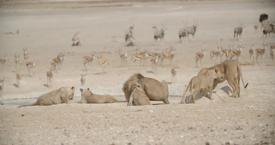 Many lions and other animals lay down