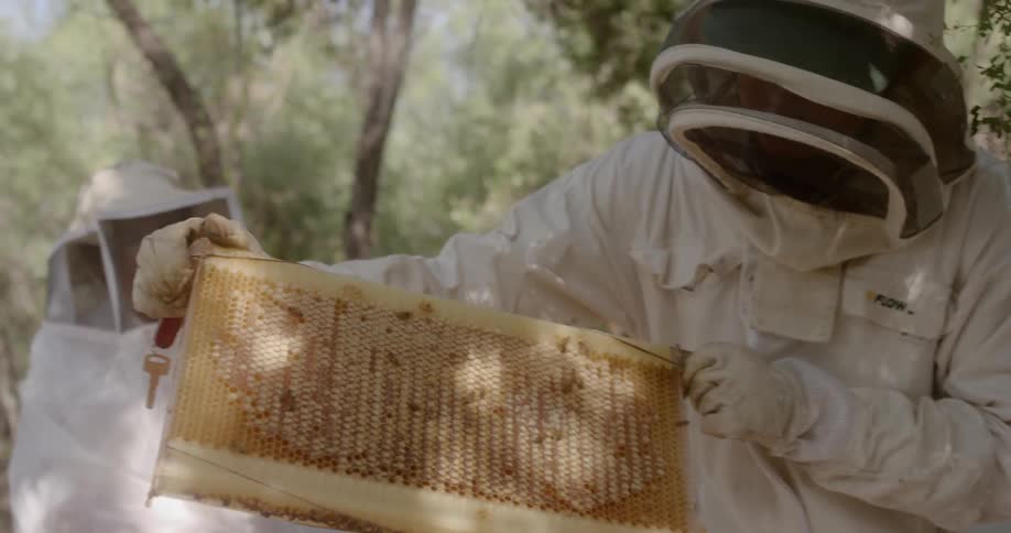 A beekeeper holds a tray of bees