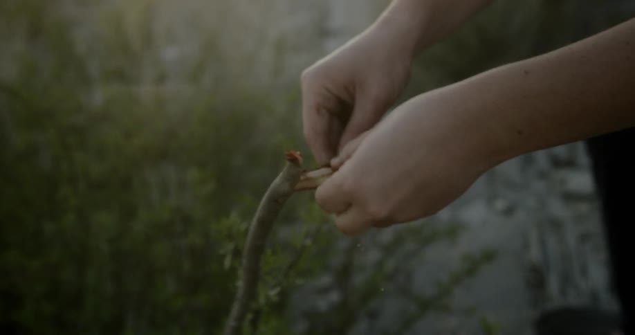 A person takes the bark off of a small sapling