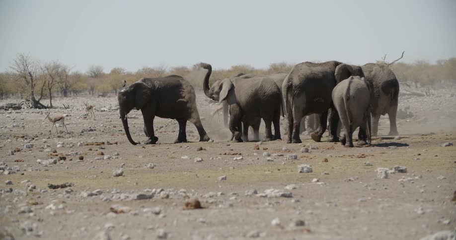 A group of elephants are gathered together