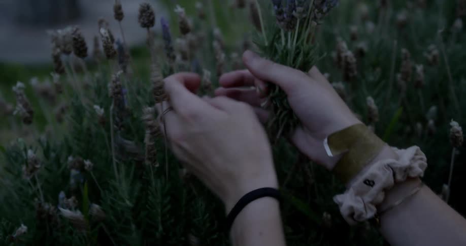 A person picking flowers out in a field