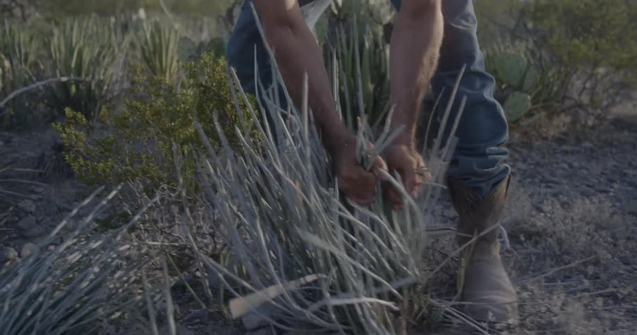 A person is ripping weeds up from the field