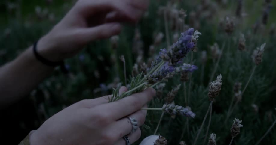 Person picks up wild flowers growing in the grass outdoors