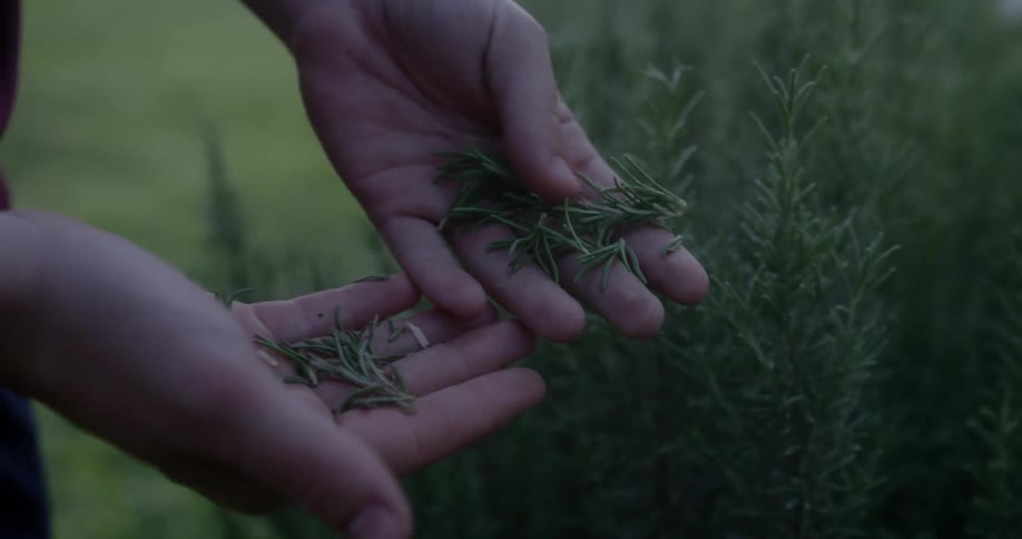 A person picks rosemary from a plant
