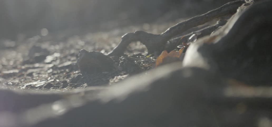 Close up of human bones laying on the dirt