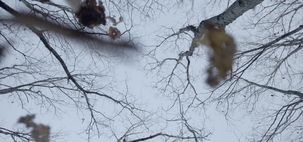A footage of fallen leaves at fall