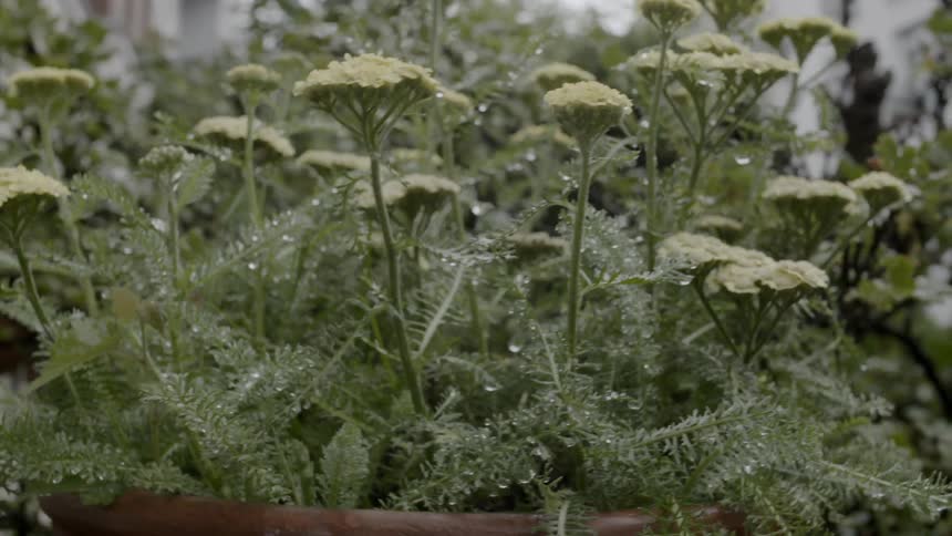 A footage of a garden plant