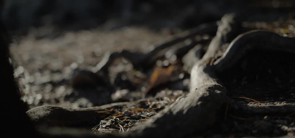 A network of twisted roots protrude above the ground and are surrounded by dirt and grass