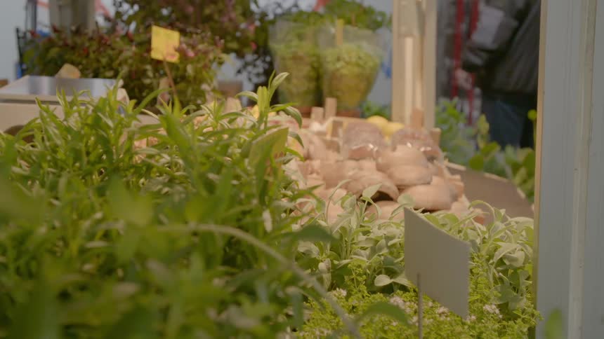 Plants grown behind glass as a man mills about in the distance