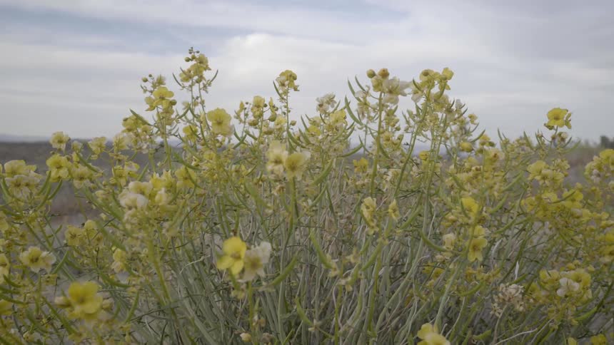 A yellow flowering bush blows in the wind