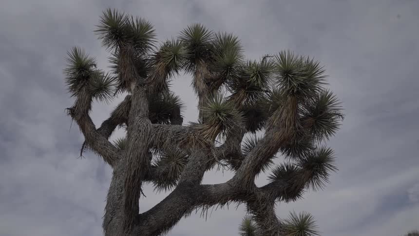 A tree that is in the middle of a desert