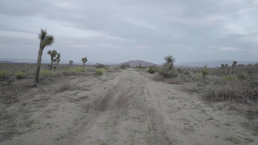 Dirt road through desert surrounded by bushes and desert vegetation