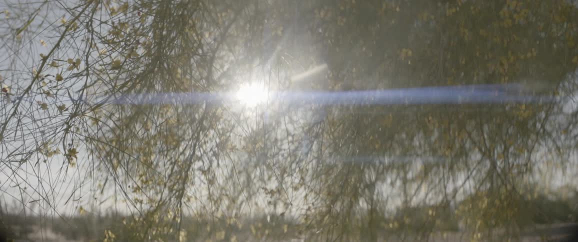 The sun shines through a tree with thin branches