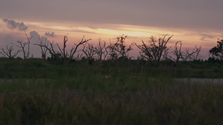 A sunset behind a line of bare trees in an empty grassy area