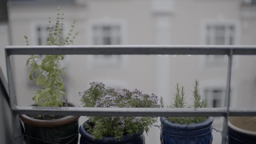 Several potted plants sit on a ledge behind a railing