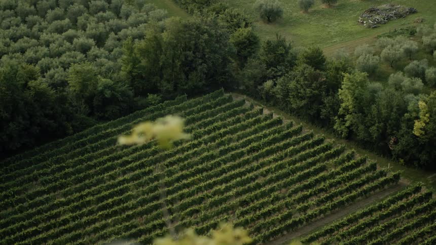 A plot of land with multiple rows of grapevines is lined by tall trees