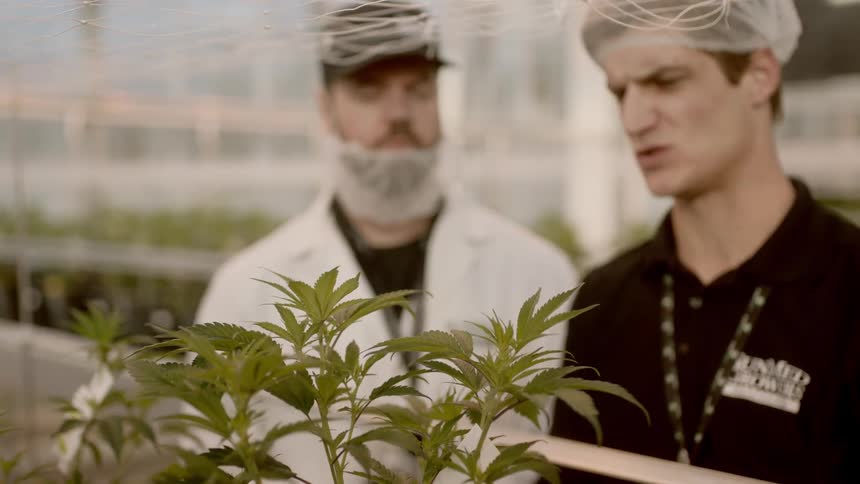 Two people looking at plants in a greenhouse