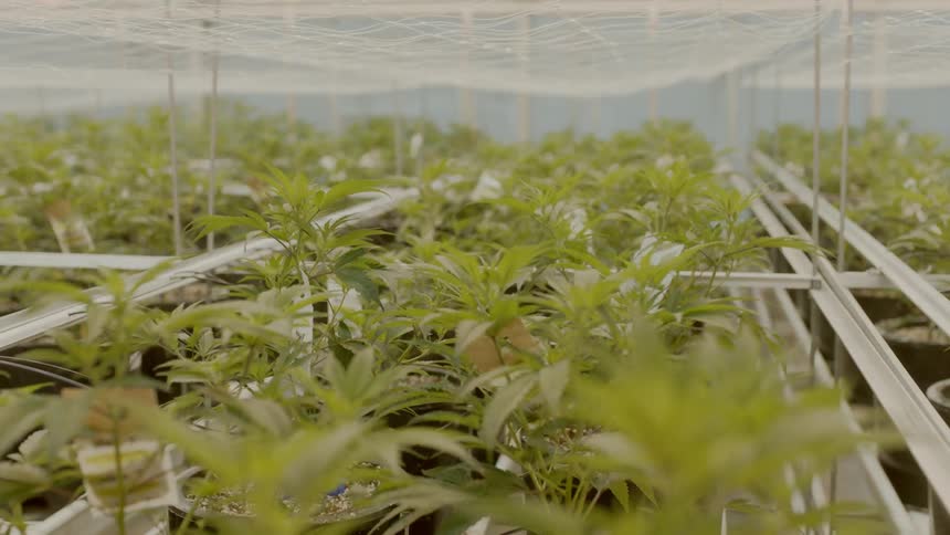 Plants that are growing in a greenhouse