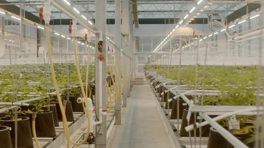 The farm is filled with green plants