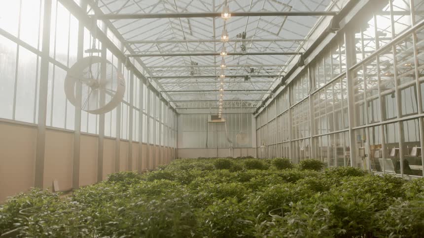 An industrial fan circulates air inside of a large green house filled with many green plants